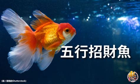 風水魚推薦|【招財風水魚種類】招財風水魚懶人包：品種、特性、影響運勢一。